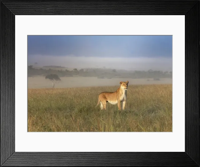 Framed Print : Lioness in a misty sunrise in the Masaimara, Kenya Framed Print : Lioness in a misty sunrise in the Masaimara, Kenya