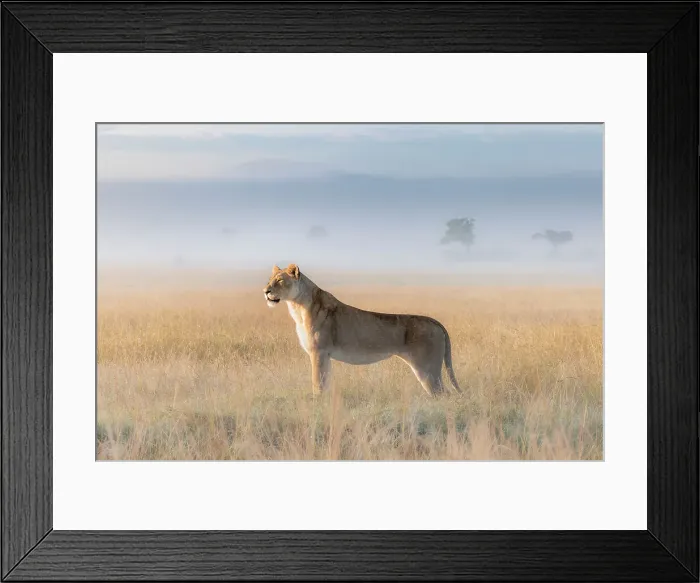 Framed Print : Lioness in a misty sunrise in the Masaimara, Kenya Framed Print : Lioness in a misty sunrise in the Masaimara, Kenya