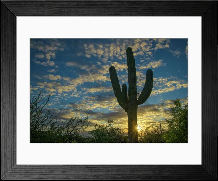 Framed Print : Mexico, Baja California, El Sargento, Rancho Sur, Cardon sunrise Framed Print : Mexico, Baja California, El Sargento, Rancho Sur, Cardon sunrise