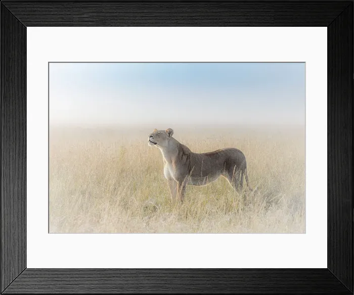 Framed Print : Lioness in a misty sunrise in the Masaimara, Kenya Framed Print : Lioness in a misty sunrise in the Masaimara, Kenya