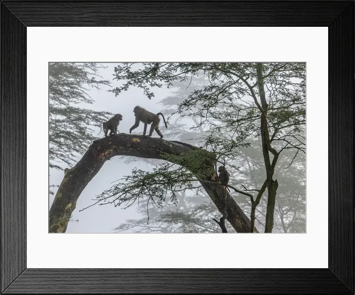 Framed Print : Olive baboon (Papio anubis) in Lake Nakuru National Park, Kenya Framed Print : Olive baboon (Papio anubis) in Lake Nakuru National Park, Kenya