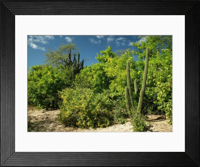 Framed Print : Mexico, Baja California, El Triunfo, Sierra El Novillo, Palo de aro in bloom Framed Print : Mexico, Baja California, El Triunfo, Sierra El Novillo, Palo de aro in bloom