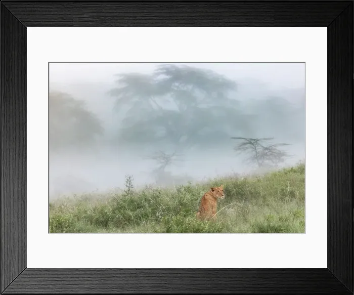 Framed Print : Lioness in Lake Nakuru national park, Kenya