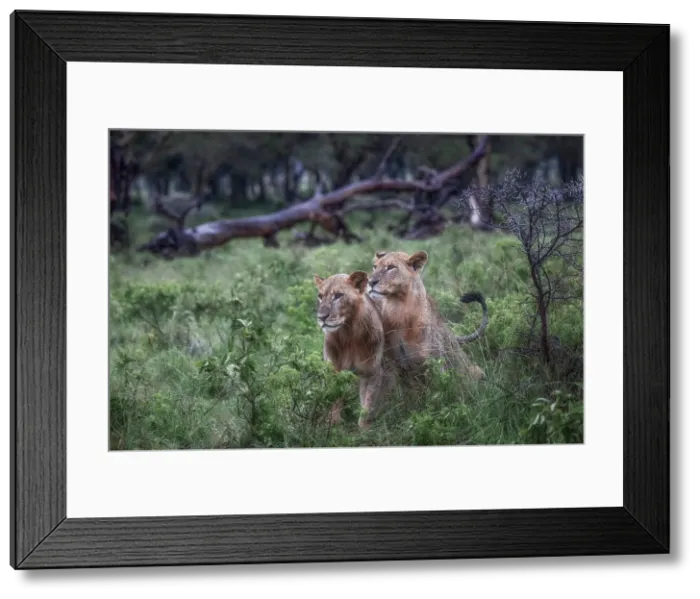 Framed Print : Young lions in Lake Nakuru national park, Kenya Framed Print : Young lions in Lake Nakuru national park, Kenya