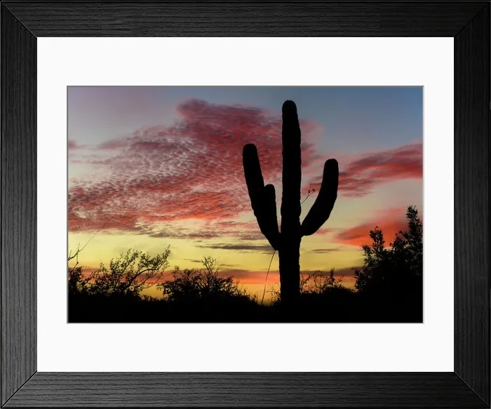 Framed Print : Mexico, Baja California El Sargento, Rancho Sur, Cardon sunrise Framed Print : Mexico, Baja California El Sargento, Rancho Sur, Cardon sunrise