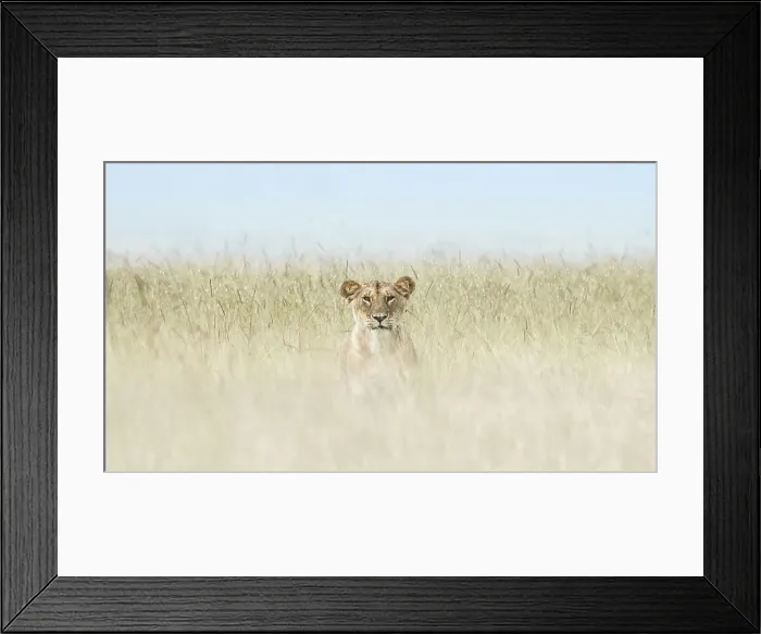Framed Print : Lioness in the Maasaimara, Kenya Framed Print : Lioness in the Maasaimara, Kenya