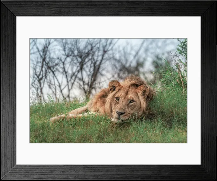 Framed Print : Male lion in the Maasai Mara, Kenya Framed Print : Male lion in the Maasai Mara, Kenya