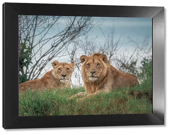 A pair of lions in the maasaimara, kenya