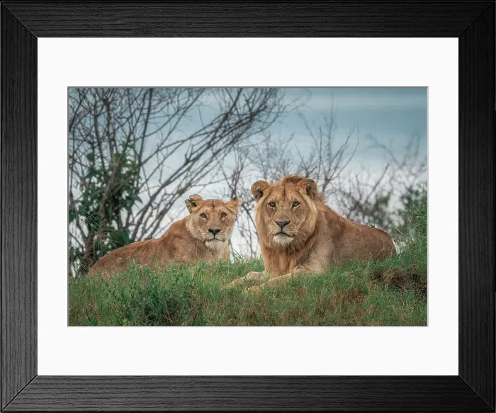 Framed Print : A pair of lions in the maasaimara, kenya Framed Print : A pair of lions in the maasaimara, kenya