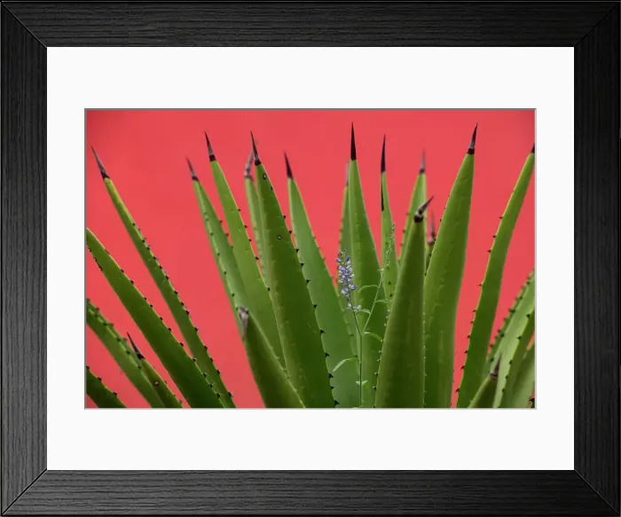 Framed Print : Mexico, Baja California, El Sargento Rancho Sur, Sword Agave, Agave Datylio, Datylillo, with wildflower Framed Print : Mexico, Baja California, El Sargento Rancho Sur, Sword Agave, Agave Datylio, Datylillo, with wildflower
