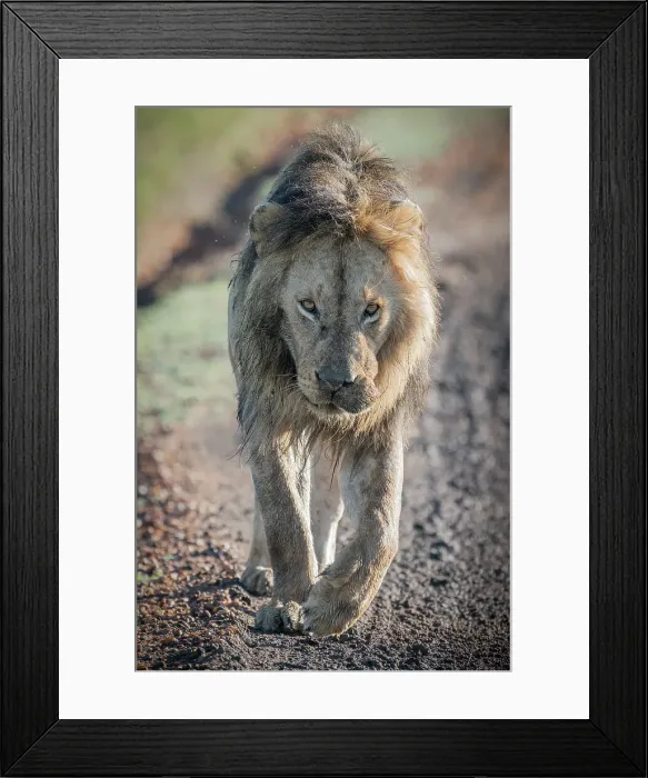 Framed Print : Male lion in the Maasai Mara, Kenya