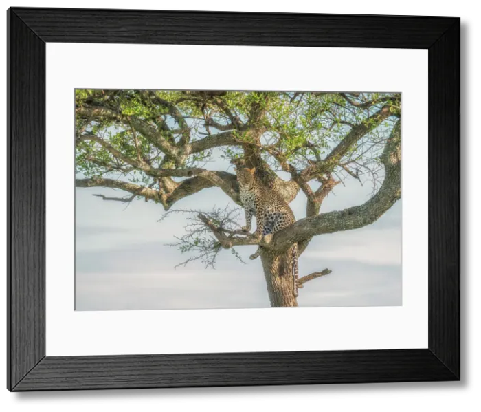 Framed Print : leopard on a tree in the Maasaimara, Kenya Framed Print : leopard on a tree in the Maasaimara, Kenya