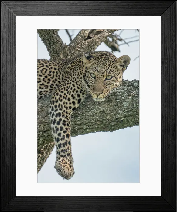 Framed Print : leopard on a tree in the Maasaimara, Kenya Framed Print : leopard on a tree in the Maasaimara, Kenya