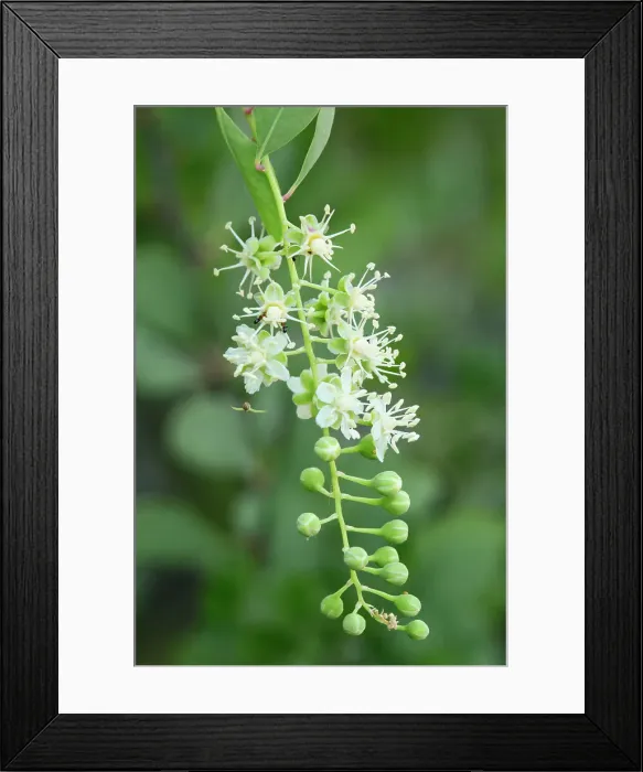 Framed Print : Mexico, Baja California, Sur, El Sargento, Rancho Sur, Tangleflower, California Stegnosperma Framed Print : Mexico, Baja California, Sur, El Sargento, Rancho Sur, Tangleflower, California Stegnosperma