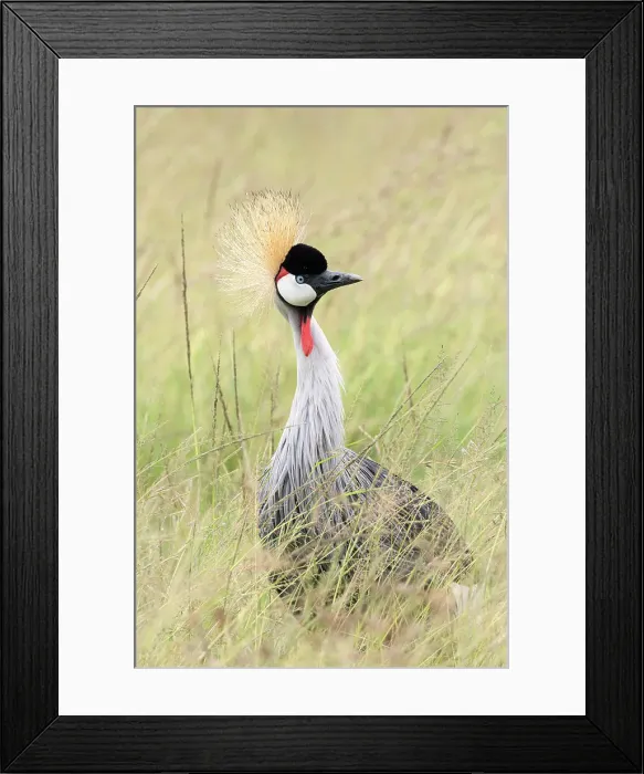 Framed Print : grey crowned crane (Balearica regulorum) in the Maasaimara, Kenya