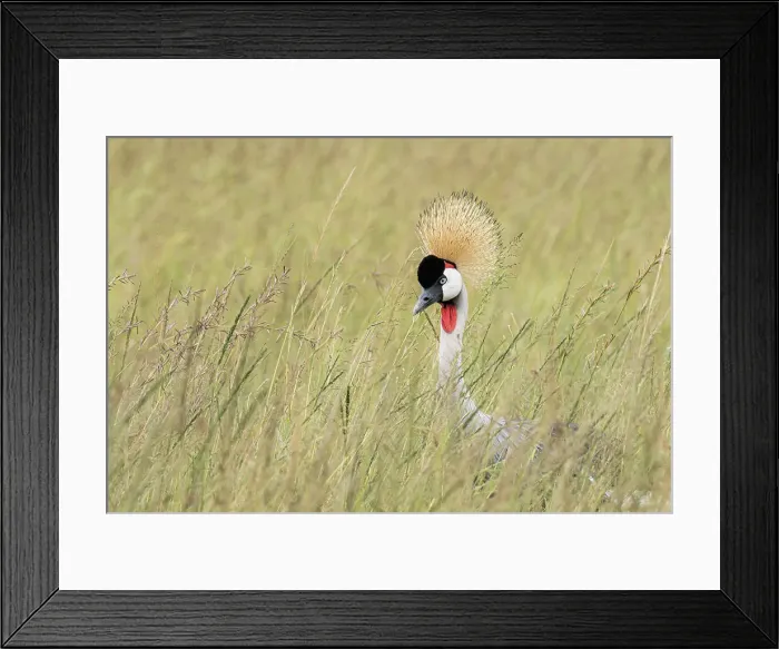 Framed Print : grey crowned crane (Balearica regulorum) in the Maasaimara, Kenya