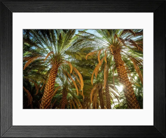 Framed Print : Date palms in the Oasis of Al-Ula, Medina Province, Saudi Arabia Framed Print : Date palms in the Oasis of Al-Ula, Medina Province, Saudi Arabia