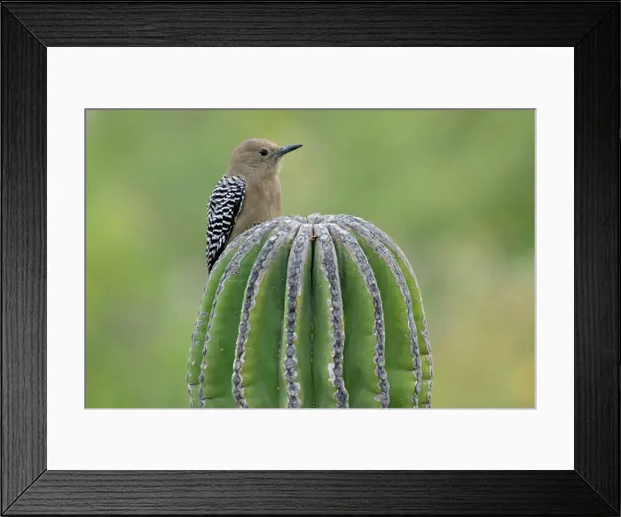 Framed Print : Mexico, Baja California Sur, El Sargento, Melanerpes uropygialis, Gila woodpecker Framed Print : Mexico, Baja California Sur, El Sargento, Melanerpes uropygialis, Gila woodpecker