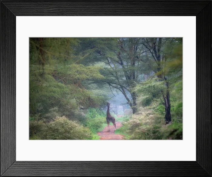Framed Print : Rothschild's giraffe (Giraffa camelopardalis rothschildi) in Lake Nakuru National Park, Kenya Framed Print : Rothschild's giraffe (Giraffa camelopardalis rothschildi) in Lake Nakuru National Park, Kenya