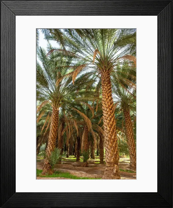 Framed Print : Date palms in the Oasis of Al-Ula, Medina Province, Saudi Arabia Framed Print : Date palms in the Oasis of Al-Ula, Medina Province, Saudi Arabia