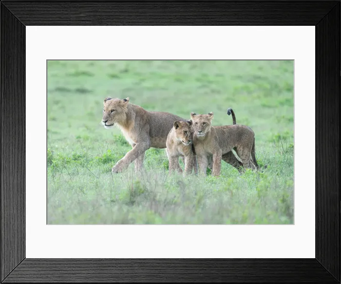 Framed Print : Lion family in Lake Nakuru national park, Kenya Framed Print : Lion family in Lake Nakuru national park, Kenya