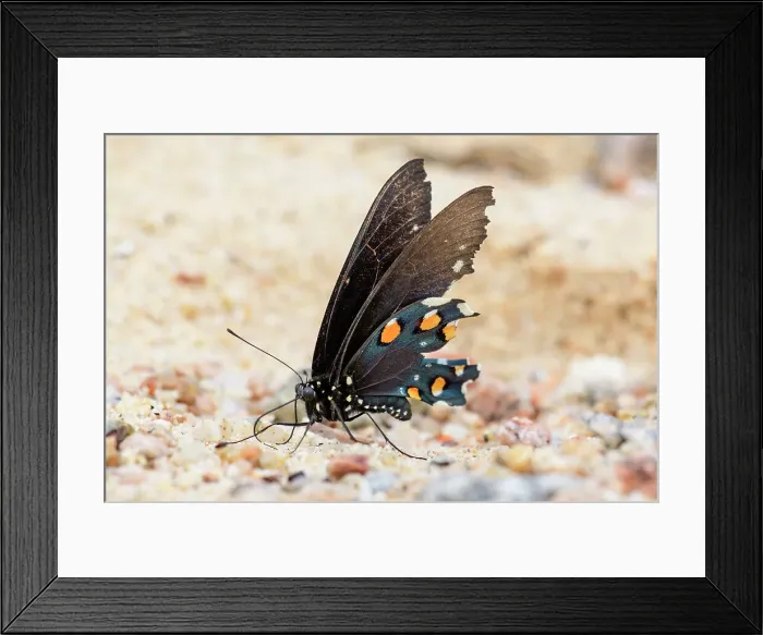 Framed Print : Mexico, Baja California El Sargento, Rancho Sur, California Pipevine Swallowtail, Battus philenor Framed Print : Mexico, Baja California El Sargento, Rancho Sur, California Pipevine Swallowtail, Battus philenor