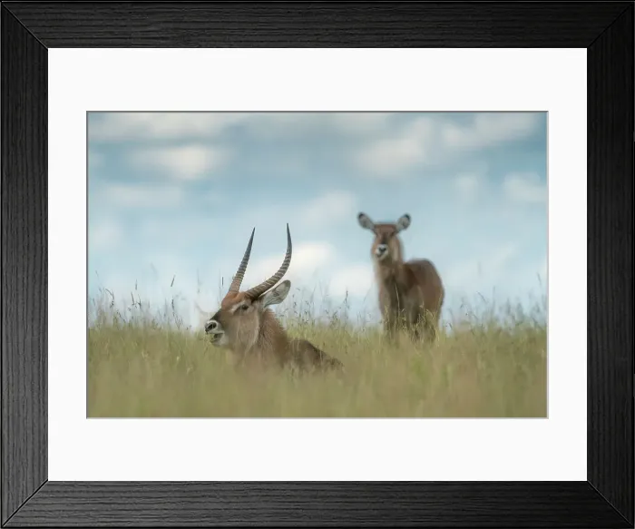 Framed Print : waterbucks (Kobus ellipsiprymnus) in the Maasaimara, Kenya Framed Print : waterbucks (Kobus ellipsiprymnus) in the Maasaimara, Kenya