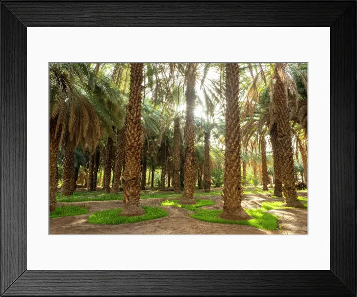 Framed Print : Date palms in the Oasis of Al-Ula, Medina Province, Saudi Arabia Framed Print : Date palms in the Oasis of Al-Ula, Medina Province, Saudi Arabia
