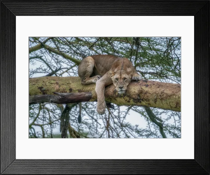 Framed Print : Lioness on a tree in Lake Nakuru National Park, Kenya Framed Print : Lioness on a tree in Lake Nakuru National Park, Kenya