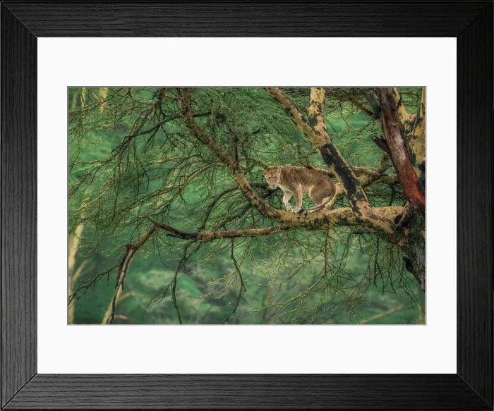 Framed Print : Lioness on a tree in Lake Nakuru National Park, Kenya Framed Print : Lioness on a tree in Lake Nakuru National Park, Kenya