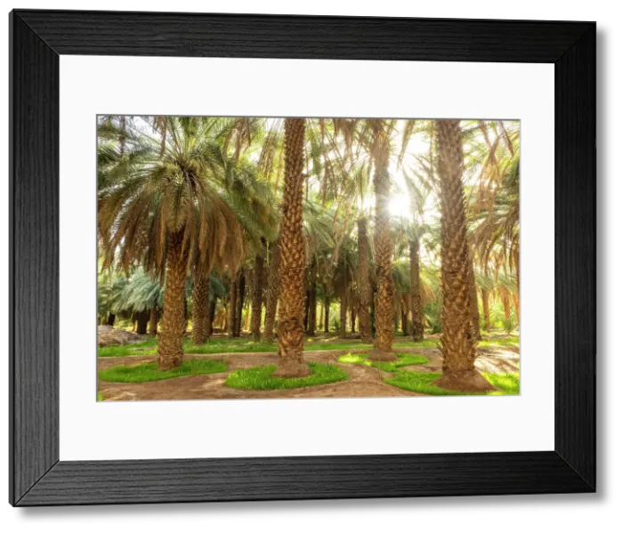 Framed Print : Date palms in the Oasis of Al-Ula, Medina Province, Saudi Arabia