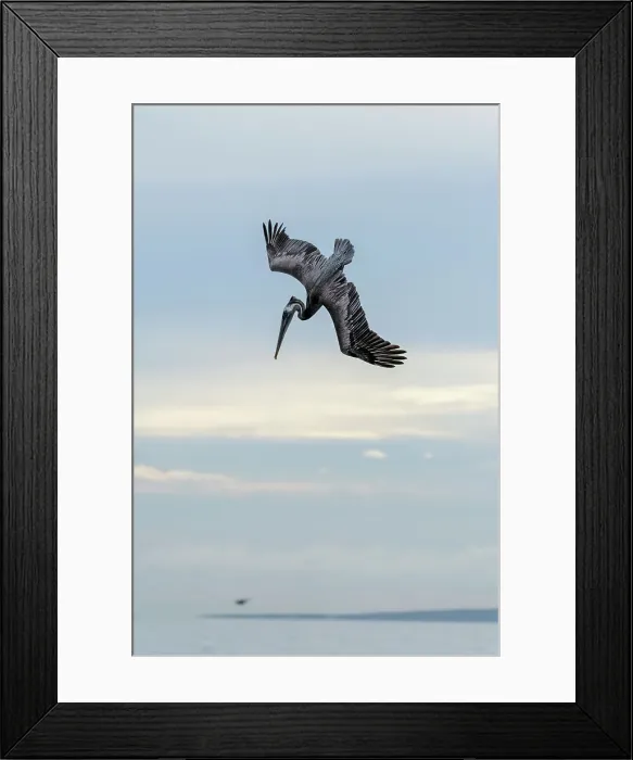 Framed Print : Mexico, Baja California El Sargento, Rancho Sur, Brown Pelican, Pelecanus occidentalis Framed Print : Mexico, Baja California El Sargento, Rancho Sur, Brown Pelican, Pelecanus occidentalis