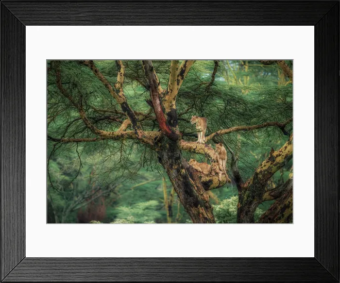 Framed Print : Lioness on a tree in Lake Nakuru National Park, Kenya Framed Print : Lioness on a tree in Lake Nakuru National Park, Kenya