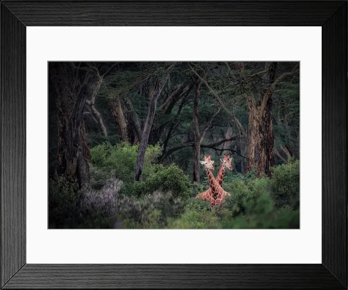 Framed Print : Rothschild's giraffe (Giraffa camelopardalis rothschildi) in Lake Nakuru National Park, Kenya Framed Print : Rothschild's giraffe (Giraffa camelopardalis rothschildi) in Lake Nakuru National Park, Kenya