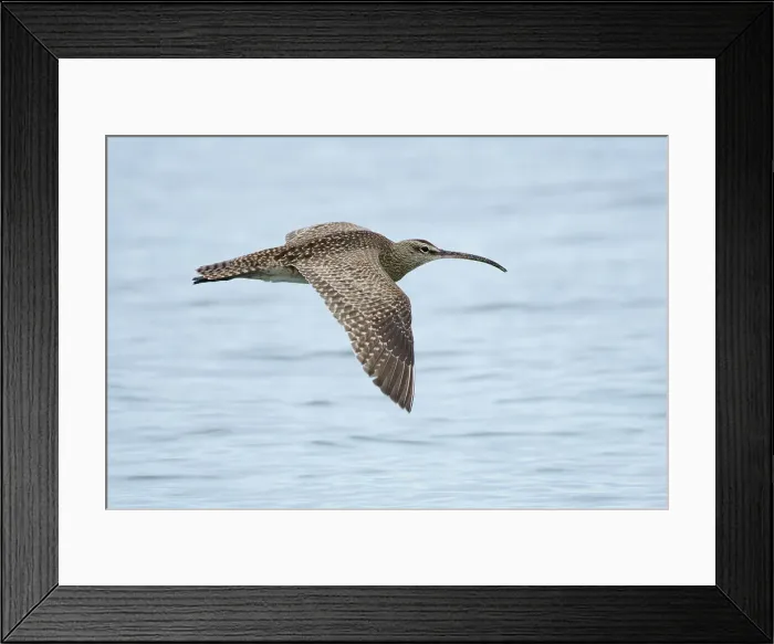 Framed Print : Mexico, Baja California El Sargento, Rancho Sur, Whimbrel, Numenius phaeopus Framed Print : Mexico, Baja California El Sargento, Rancho Sur, Whimbrel, Numenius phaeopus