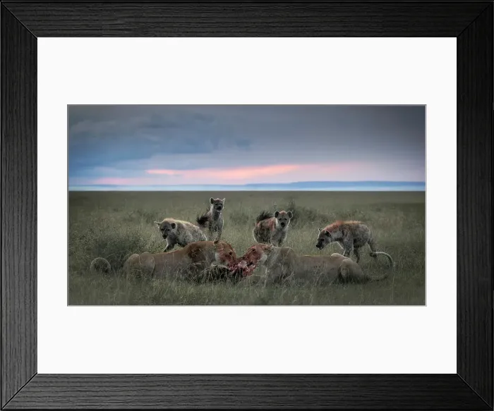 Framed Print : Lionesses with kill and hyenas in the Maasaimara, Kenya Framed Print : Lionesses with kill and hyenas in the Maasaimara, Kenya