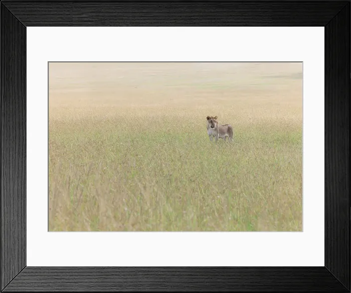 Framed Print : Lioness in the Maasaimara, Kenya Framed Print : Lioness in the Maasaimara, Kenya