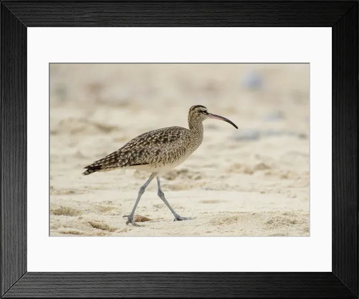 Framed Print : Mexico, Baja California El Sargento, Rancho Sur, Whimbrel, Numenius phaeopus Framed Print : Mexico, Baja California El Sargento, Rancho Sur, Whimbrel, Numenius phaeopus