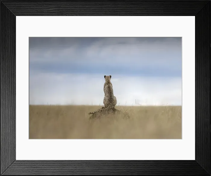 Framed Print : Cheetah (acinonyx jubatus) in the Maasaimara