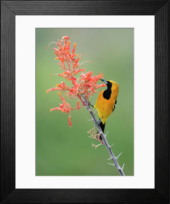 Framed Print : Mexico, Baja California, El Sargento, Hooded Oriole Icterus cucullatus
