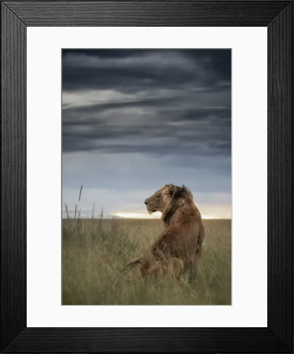 Framed Print : Male lion in the Maasai Mara, Kenya