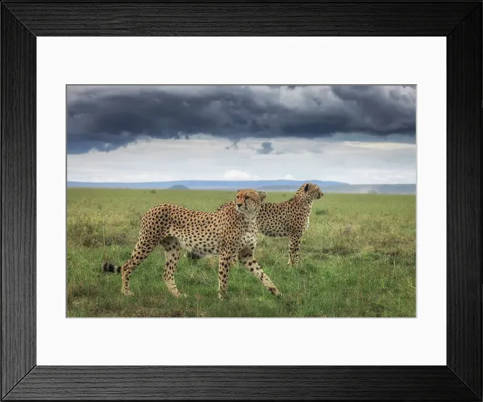 Framed Print : Cheetahs (acinonyx jubatus) in the Maasaimara grassland, Kenya Framed Print : Cheetahs (acinonyx jubatus) in the Maasaimara grassland, Kenya