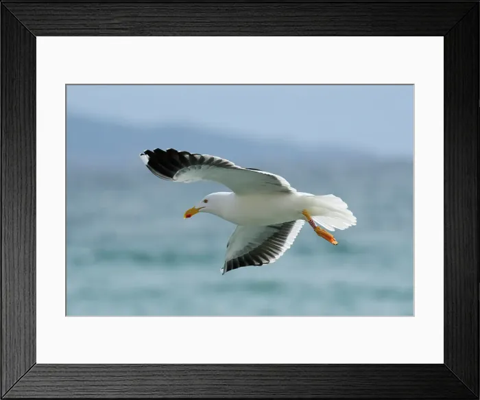 Framed Print : Mexico, Baja California, El Sargento Ranch Sur, yellow-footed gull, Larus livens Framed Print : Mexico, Baja California, El Sargento Ranch Sur, yellow-footed gull, Larus livens