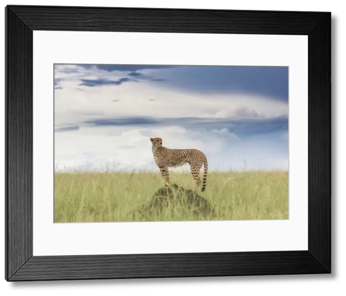 Framed Print : Cheetah (acinonyx jubatus) in the Maasaimara