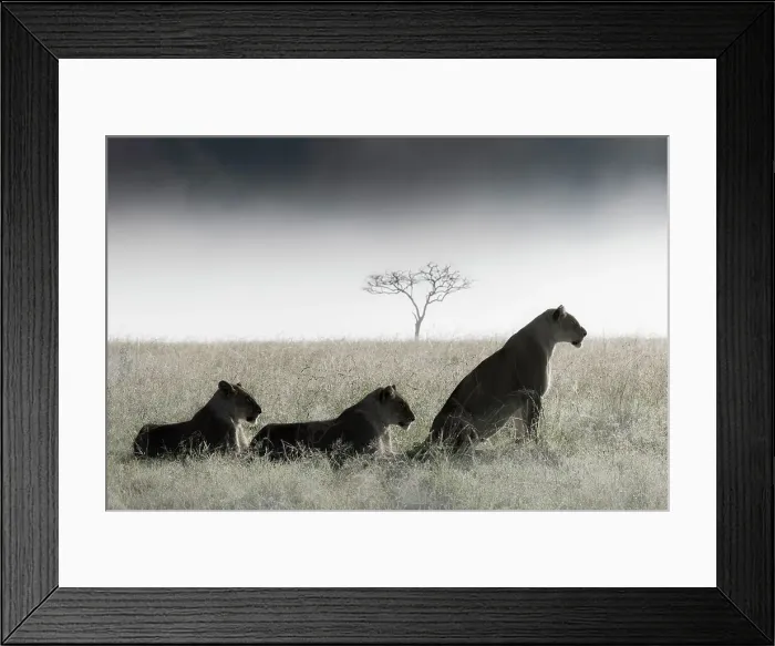 Framed Print : Lionesses in the mist, Masai Mara, Kenya Framed Print : Lionesses in the mist, Masai Mara, Kenya