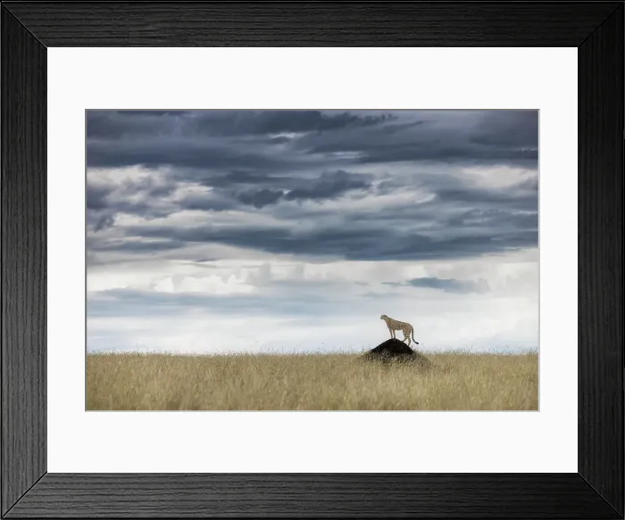 Framed Print : Cheetah (acinonyx jubatus) in the Maasaimara Framed Print : Cheetah (acinonyx jubatus) in the Maasaimara