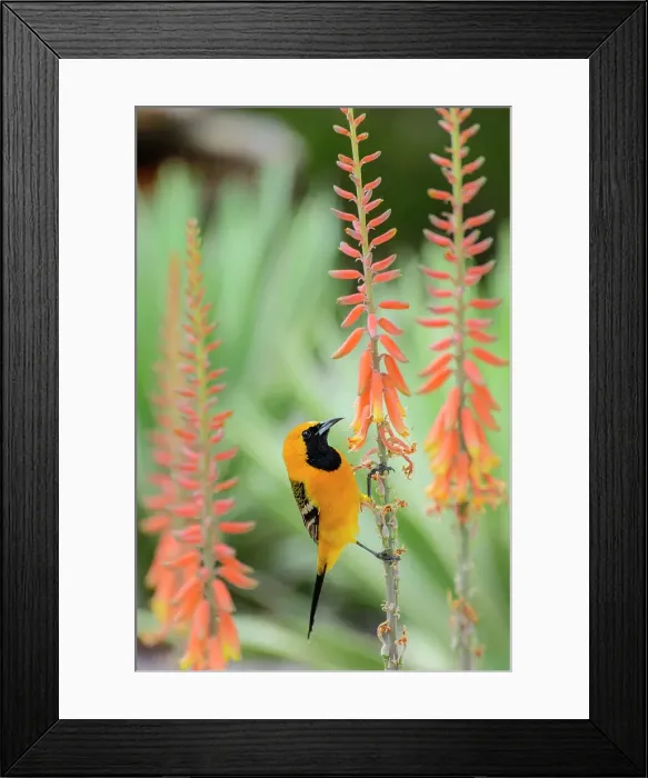 Framed Print : Mexico, Baja California, El Sargento, Hooded Oriole Icterus cucullatus Framed Print : Mexico, Baja California, El Sargento, Hooded Oriole Icterus cucullatus
