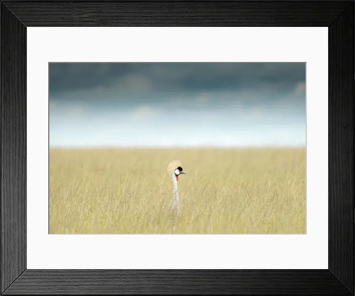 Framed Print : Grey crowned crane (Balearica regulorum) in the Maasai Mara, Kenya