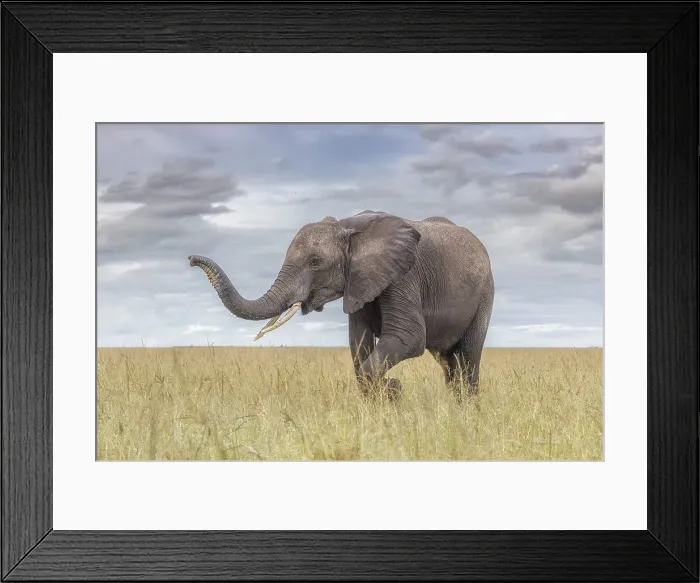 Framed Print : African elephant (loxodonta africana) in the Maasaimara, Kenya Framed Print : African elephant (loxodonta africana) in the Maasaimara, Kenya