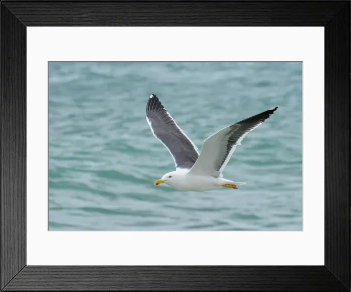 Framed Print : Mexico, Baja California, El Sargento Ranch Sur, yellow-footed gull, Larus livens Framed Print : Mexico, Baja California, El Sargento Ranch Sur, yellow-footed gull, Larus livens